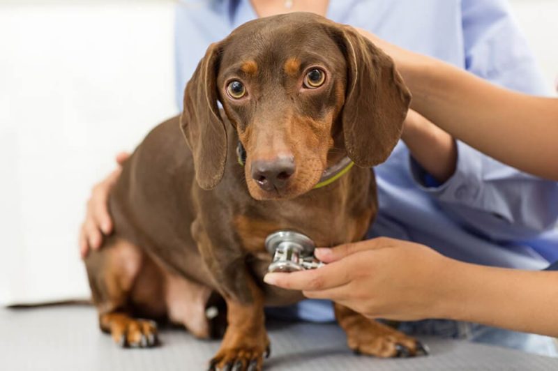 犬のフィラリア症の予防について