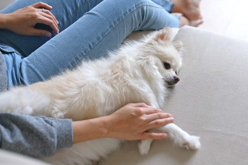 犬のフィラリア症の検査について