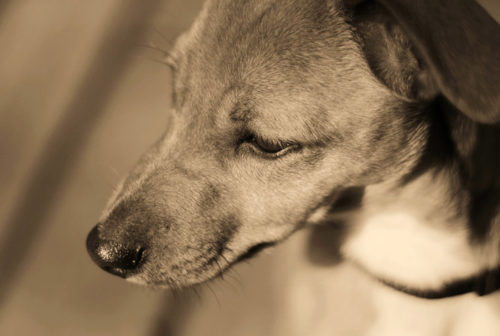 フィラリア症は予防が愛犬を守る最大の対策