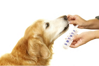 犬へのフィラリア予防薬の与え方