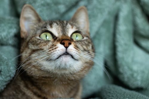 レボリューションの副作用および使用上の注意