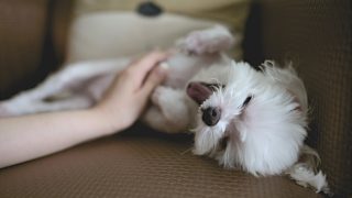 【愛犬家必見！】犬のフィラリア予防はこんなに安く出来るって知ってました？